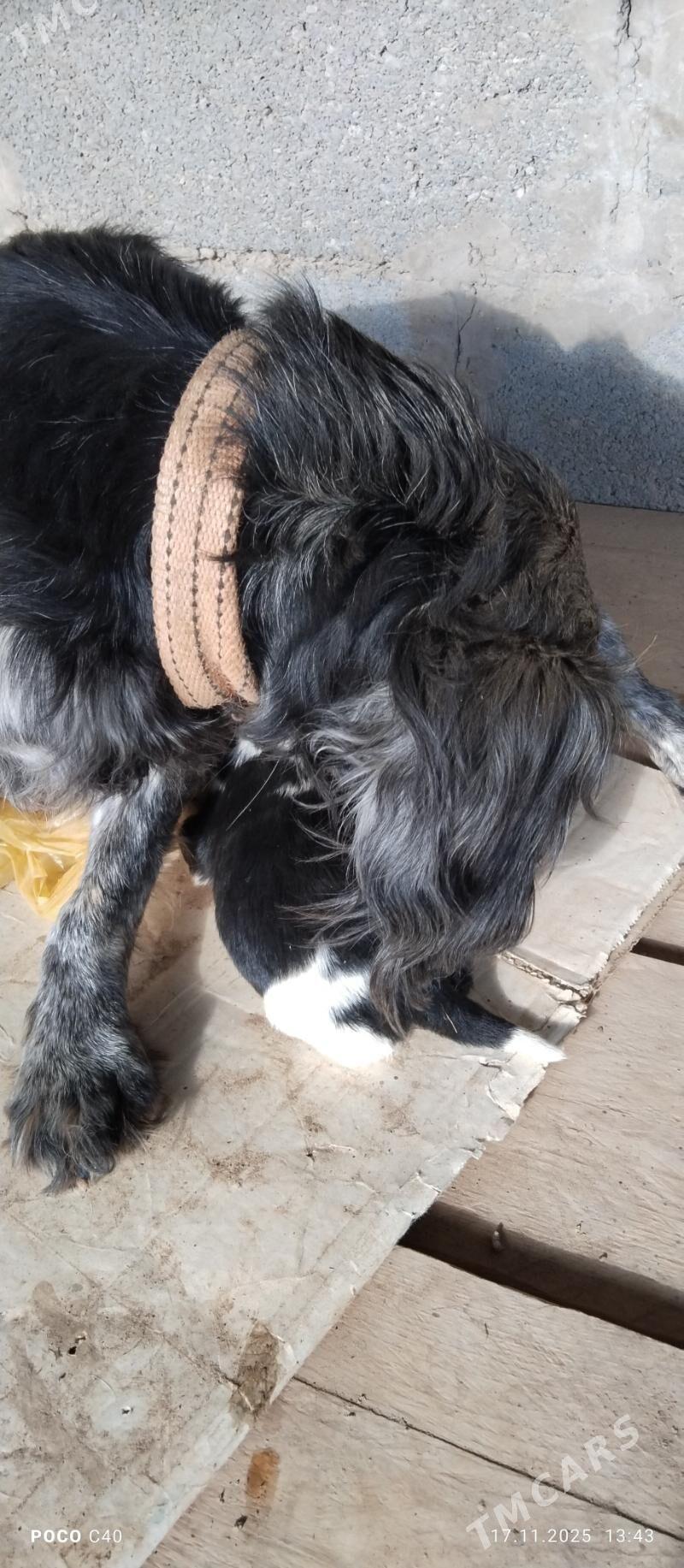 spanel gujik - Шабатский этрап - img 3