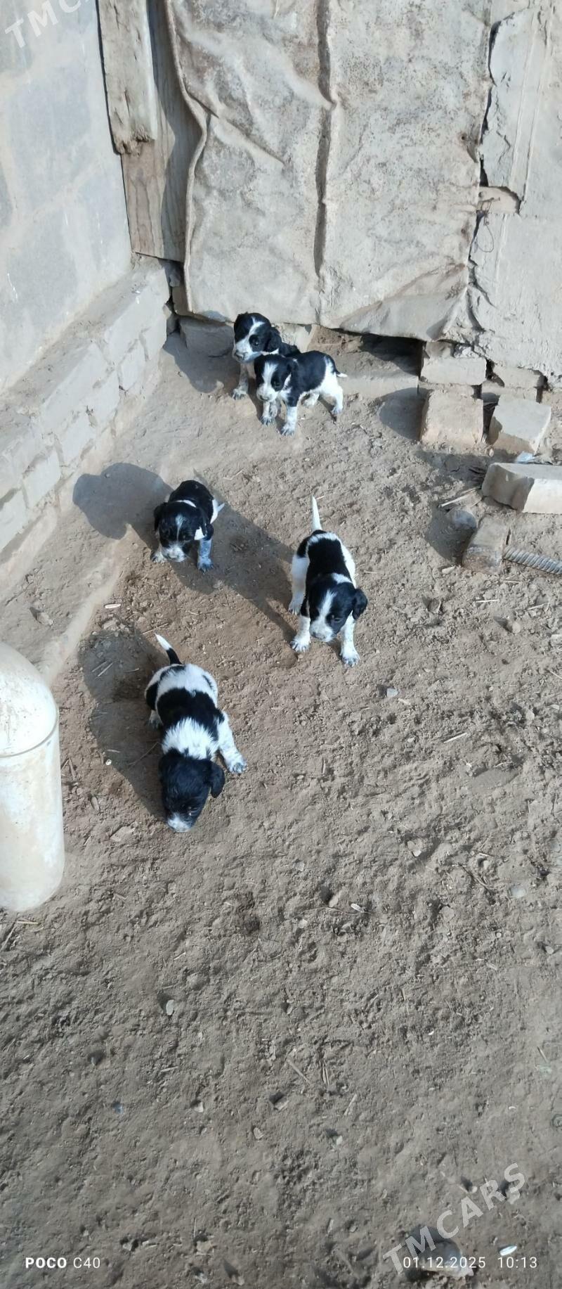 spanel gujik - Шабатский этрап - img 2