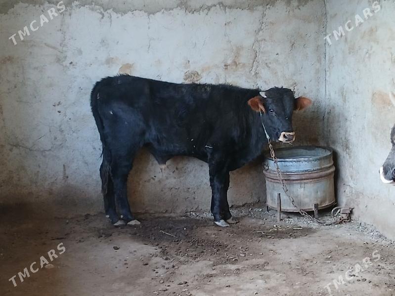 ökuz - Gyzylarbat - img 2