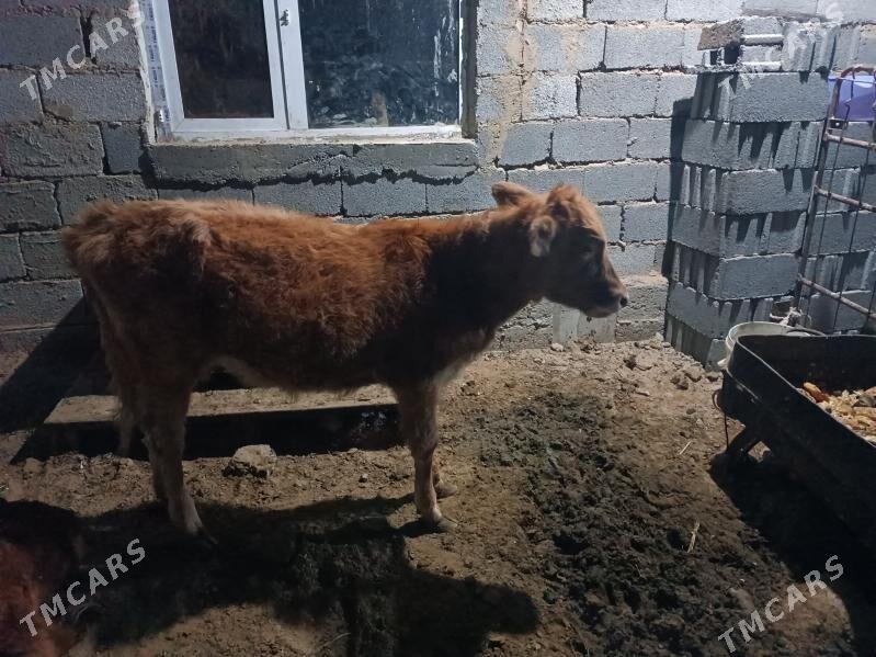 Sygyr tuwe - Ак-Бугдайский этрап - img 2