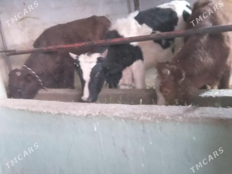 6.okiz - Бузмеин - img 1