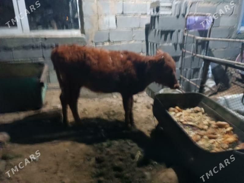 Sygyr tuwe - Ак-Бугдайский этрап - img 3