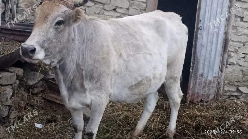 sygyr,bogaz - Бахарден - img 2