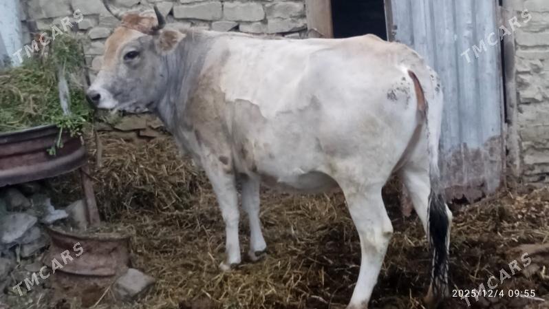 sygyr,bogaz - Бахарден - img 5