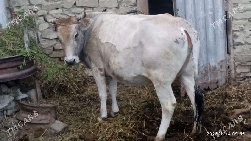 sygyr,bogaz - Бахарден - img 4