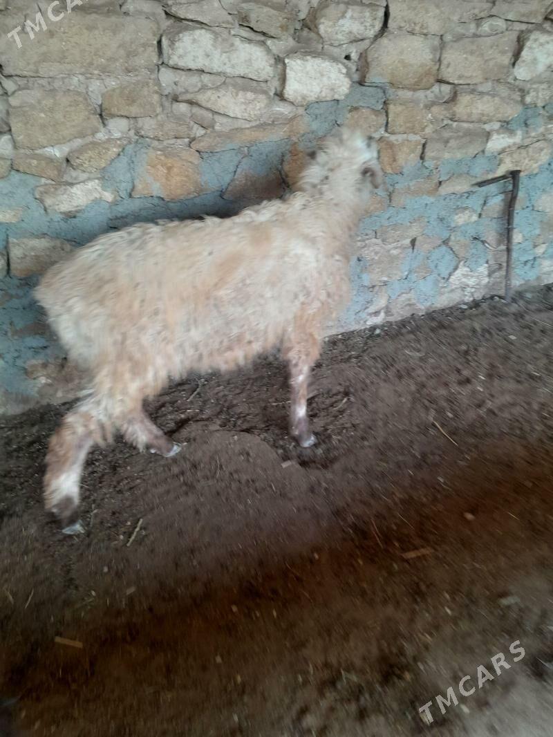 tokly cewis - Гызыларбат - img 1