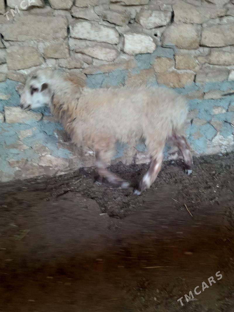 tokly cewis - Гызыларбат - img 2