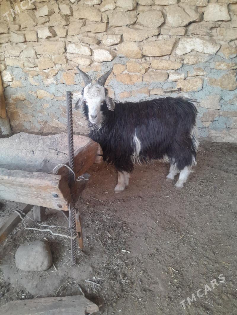 tokly cewis - Гызыларбат - img 4