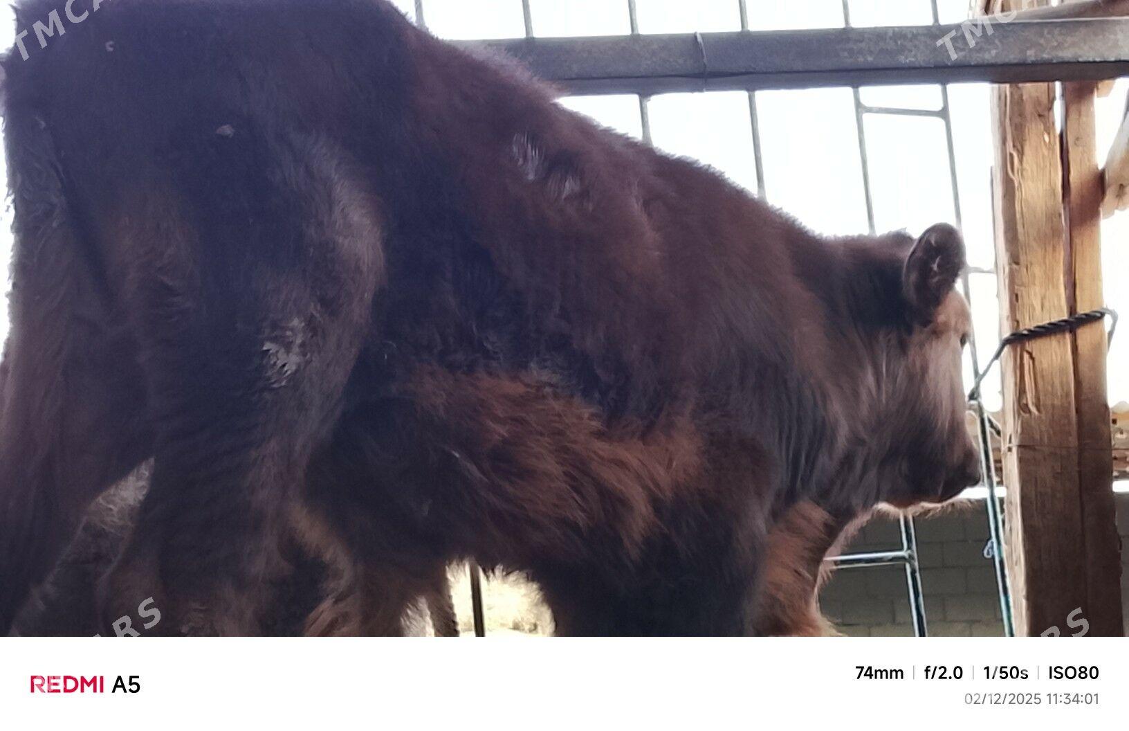 ökoz - Büzmeýin - img 3