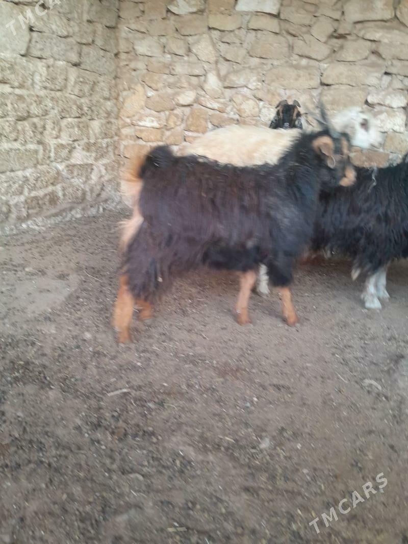 tokly cewis - Гызыларбат - img 6