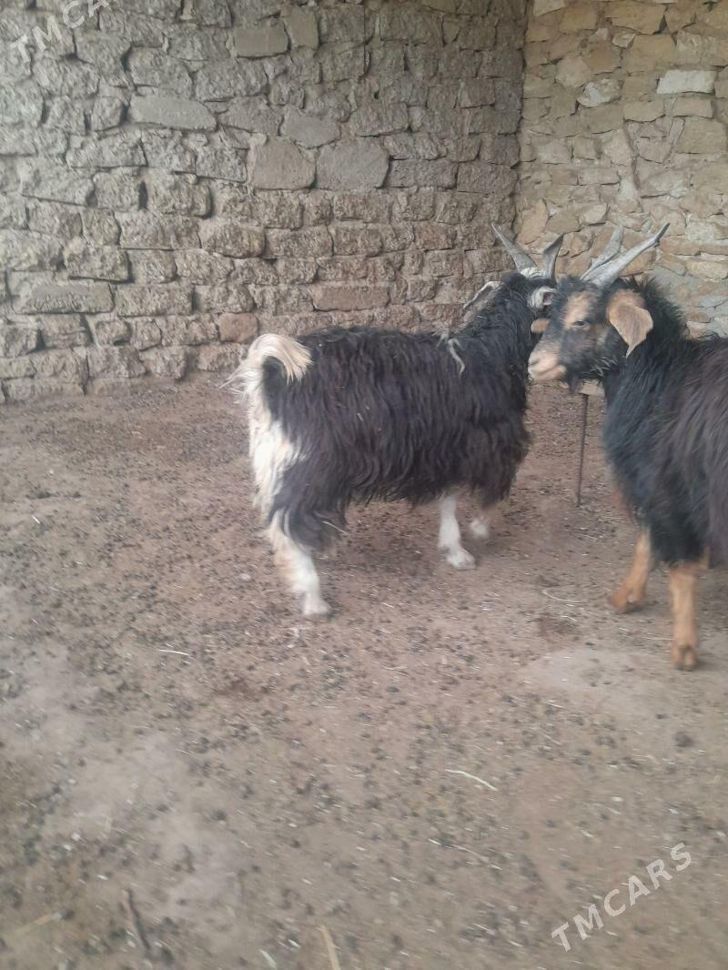 tokly cewis - Гызыларбат - img 5