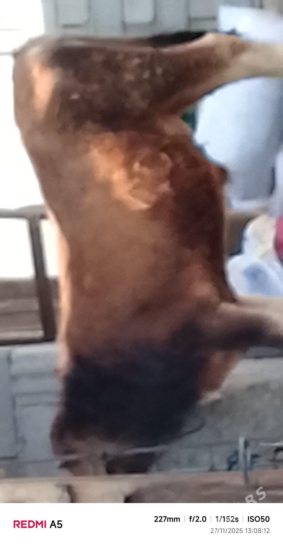 ökiz - Бузмеин - img 3