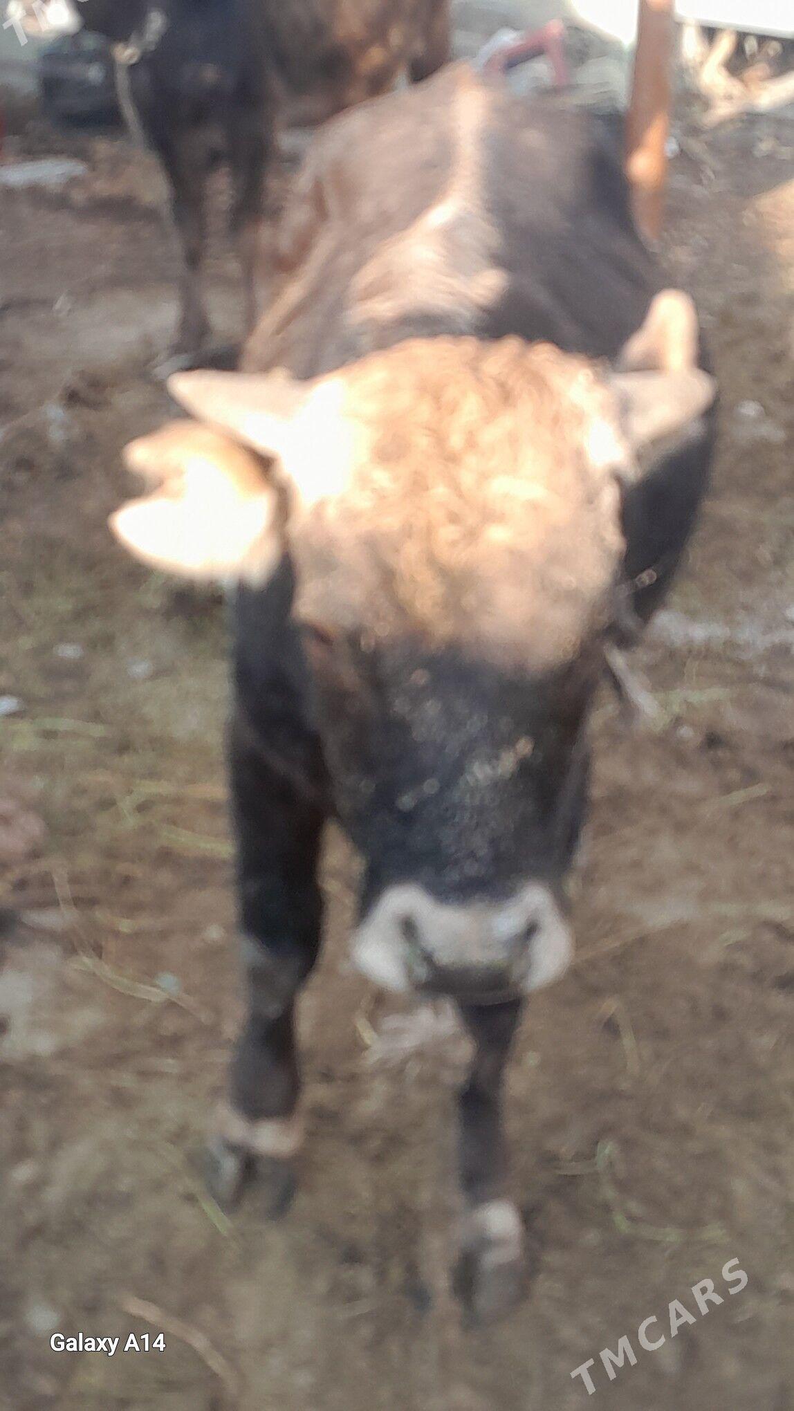 okuz - Бахарден - img 5