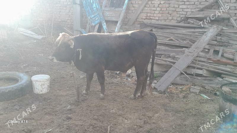 okuz - Бахарден - img 3