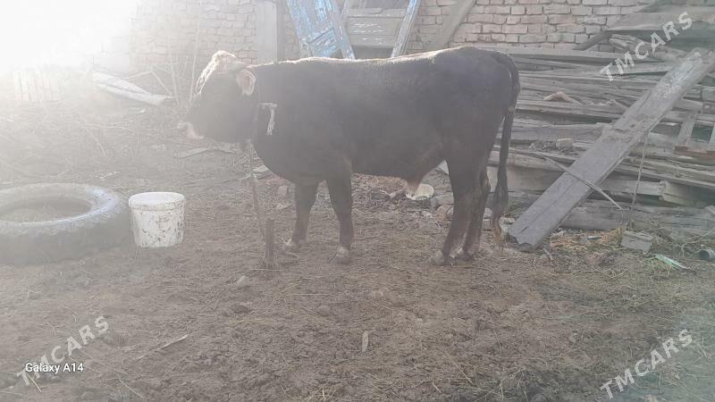 okuz - Бахарден - img 4