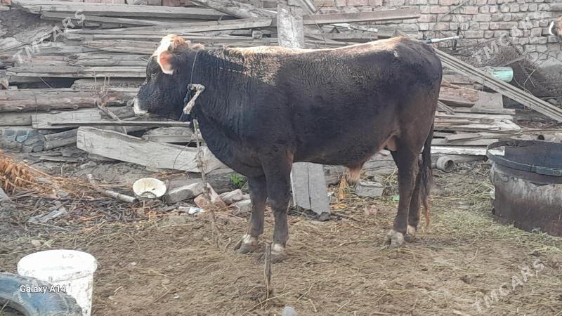 okuz - Бахарден - img 2