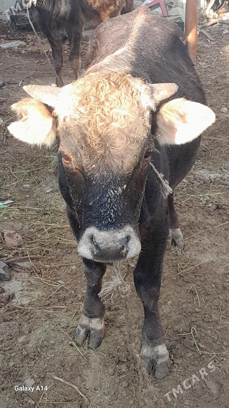 okuz - Бахарден - img 6