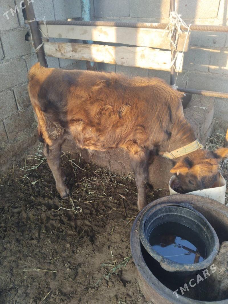 Öküz - Гёкдепе - img 2