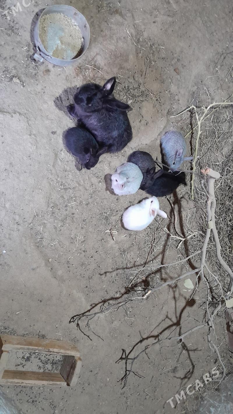 Маленькие кролики  - Gyzylarbat - img 3