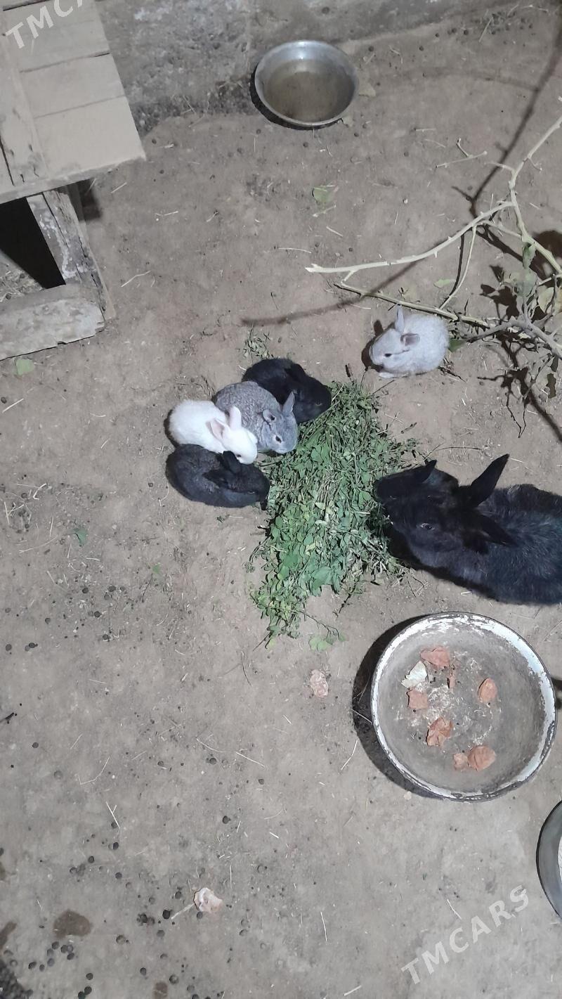 Маленькие кролики  - Gyzylarbat - img 2