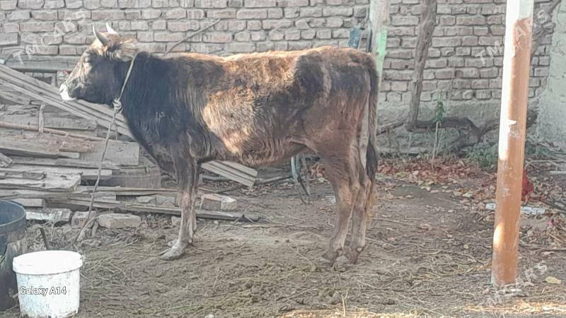 tuwe - Bäherden - img 3