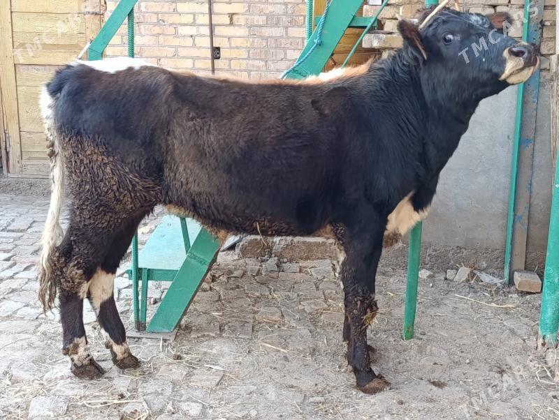 BAKLYK OKUZLER - Туркменабат - img 4