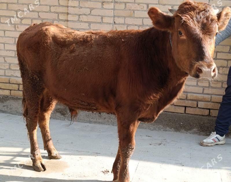 BAKLYK OKUZLER - Туркменабат - img 1