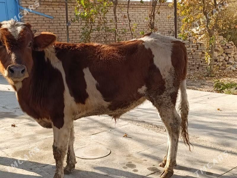 BAKLYK OKUZLER - Туркменабат - img 10