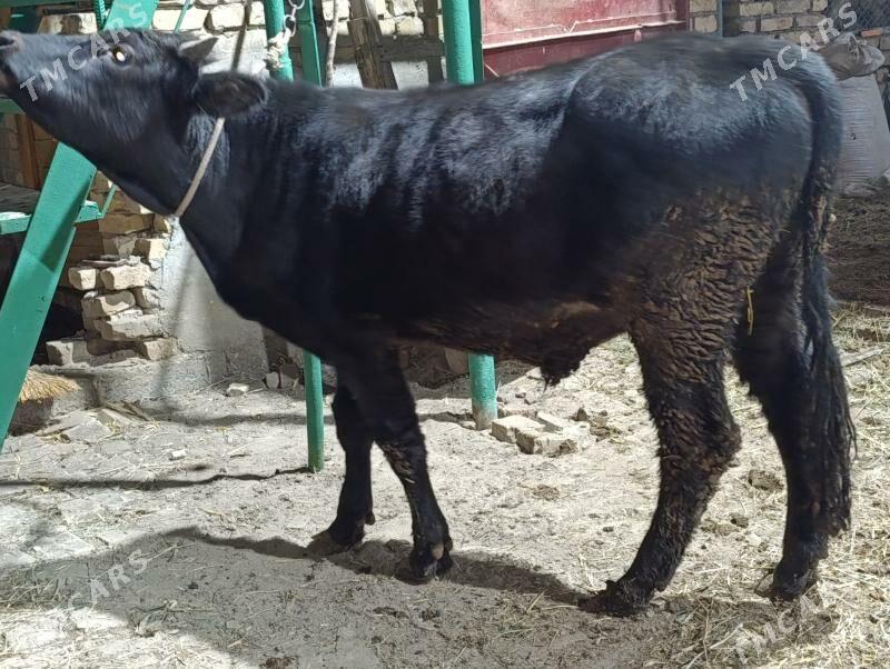 BAKLYK OKUZLER - Туркменабат - img 8