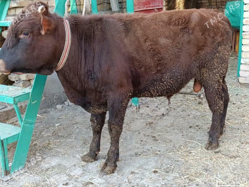 BAKLYK OKUZLER - Туркменабат - img 5