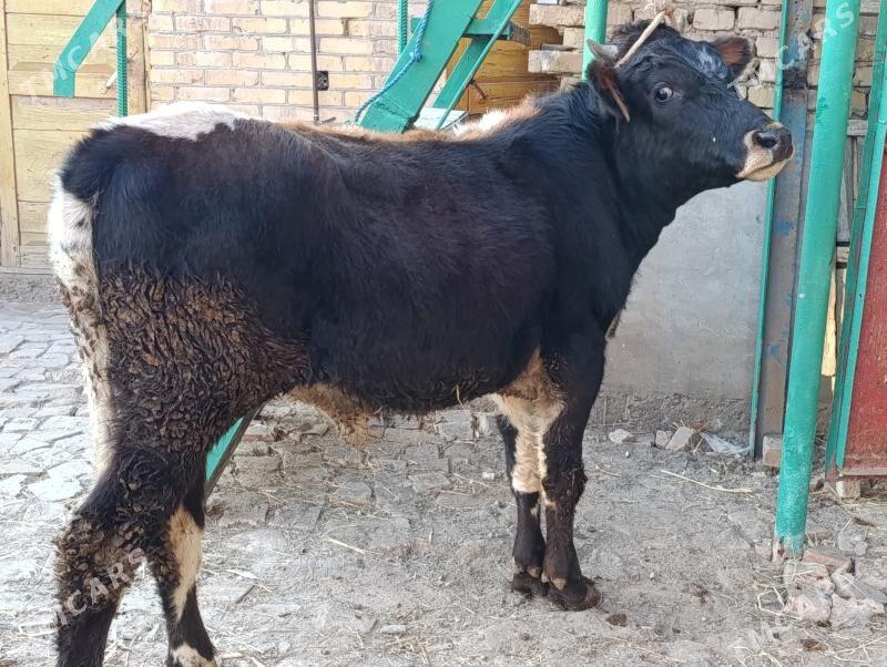 BAKLYK OKUZLER - Туркменабат - img 3