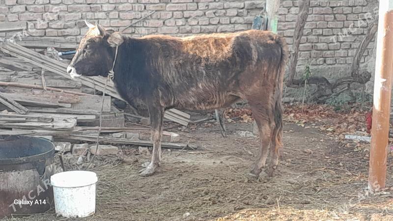 tuwe - Bäherden - img 2