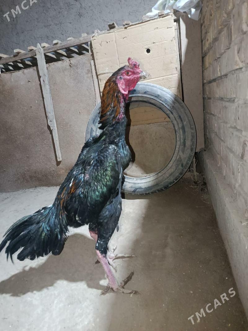 horaz - Дашогуз - img 3