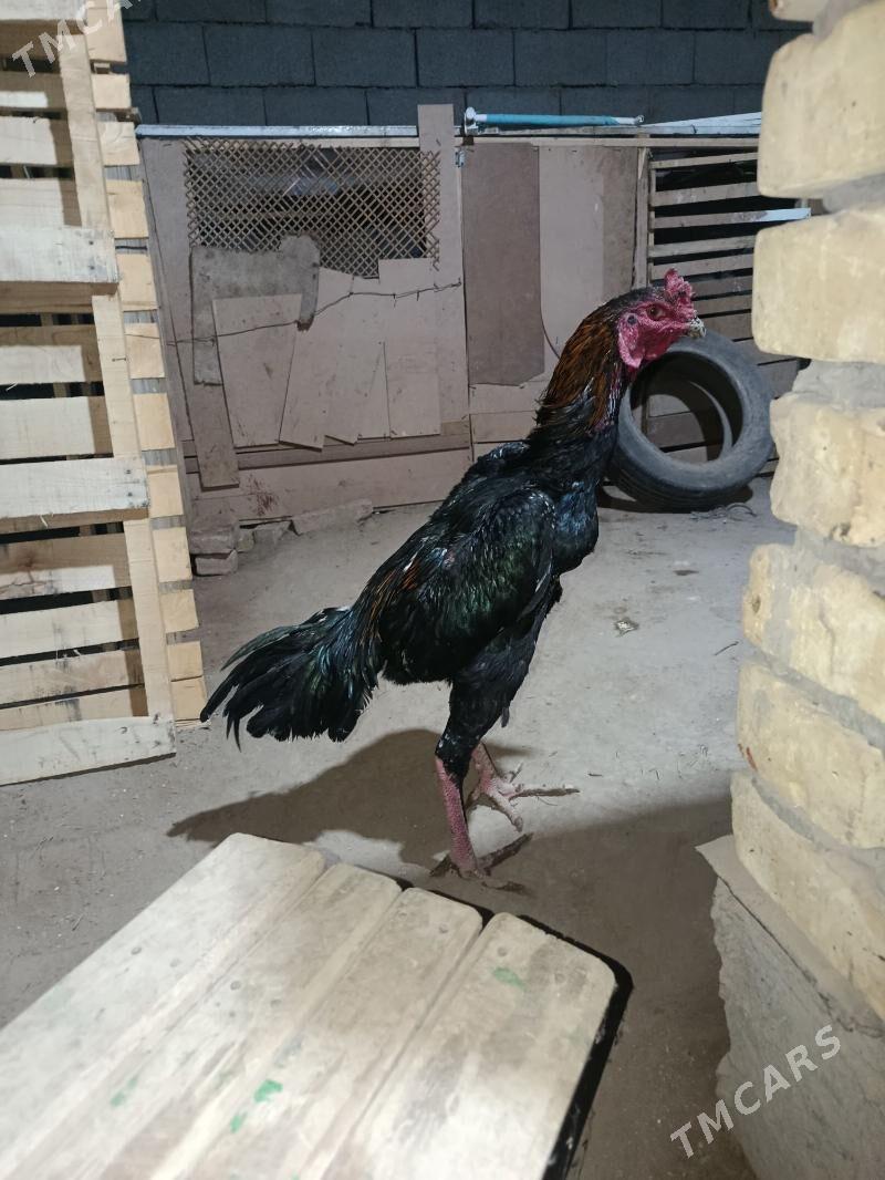 horaz - Дашогуз - img 2