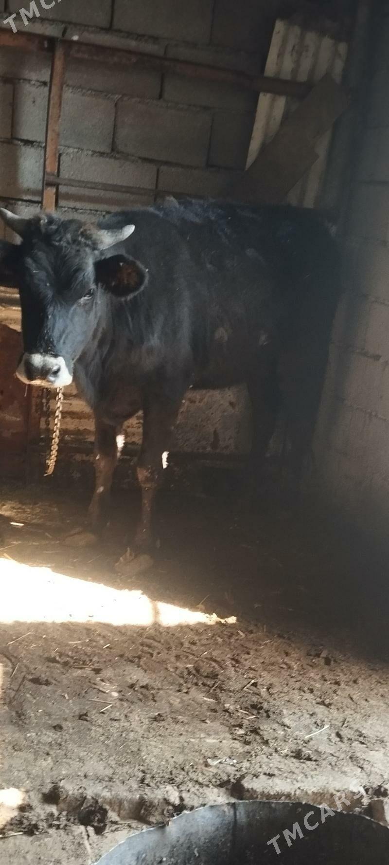 baklgy tuve - Ашхабад - img 2