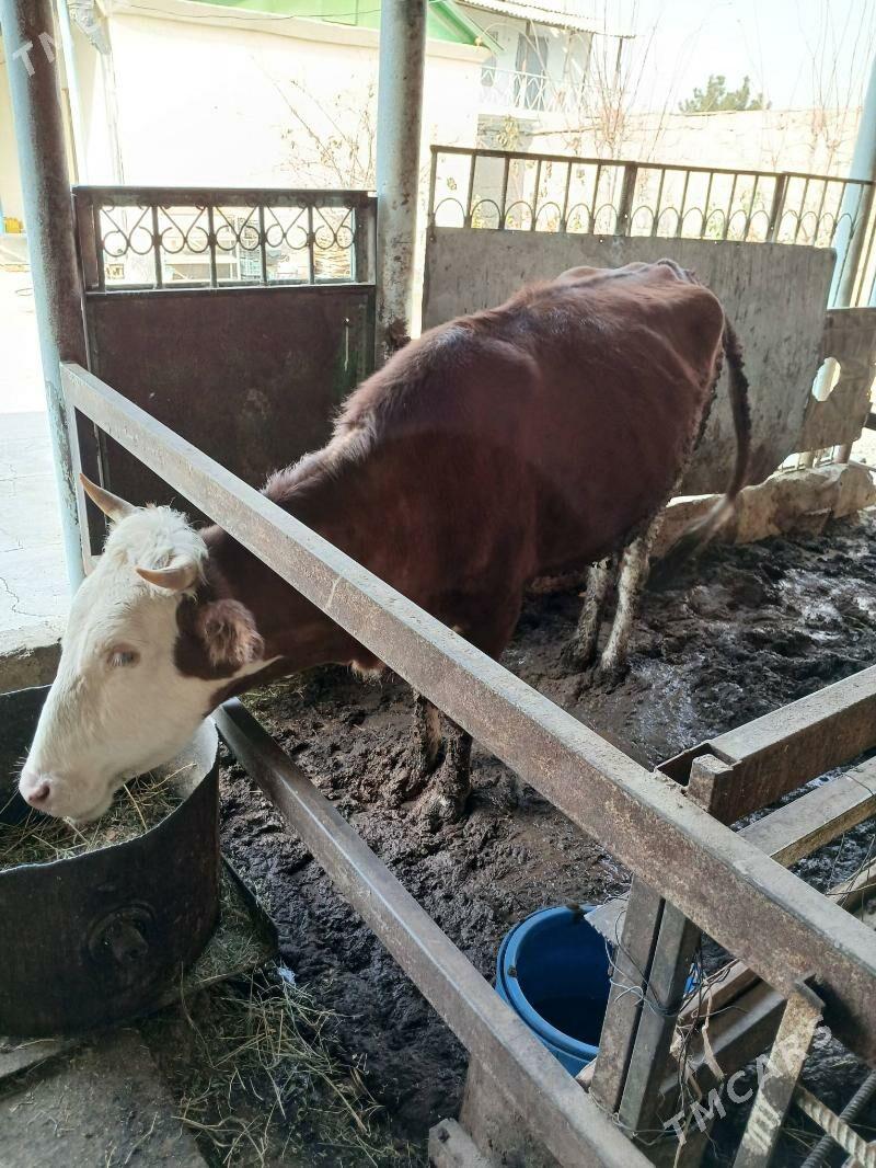 Tüwe - Бузмеин - img 2