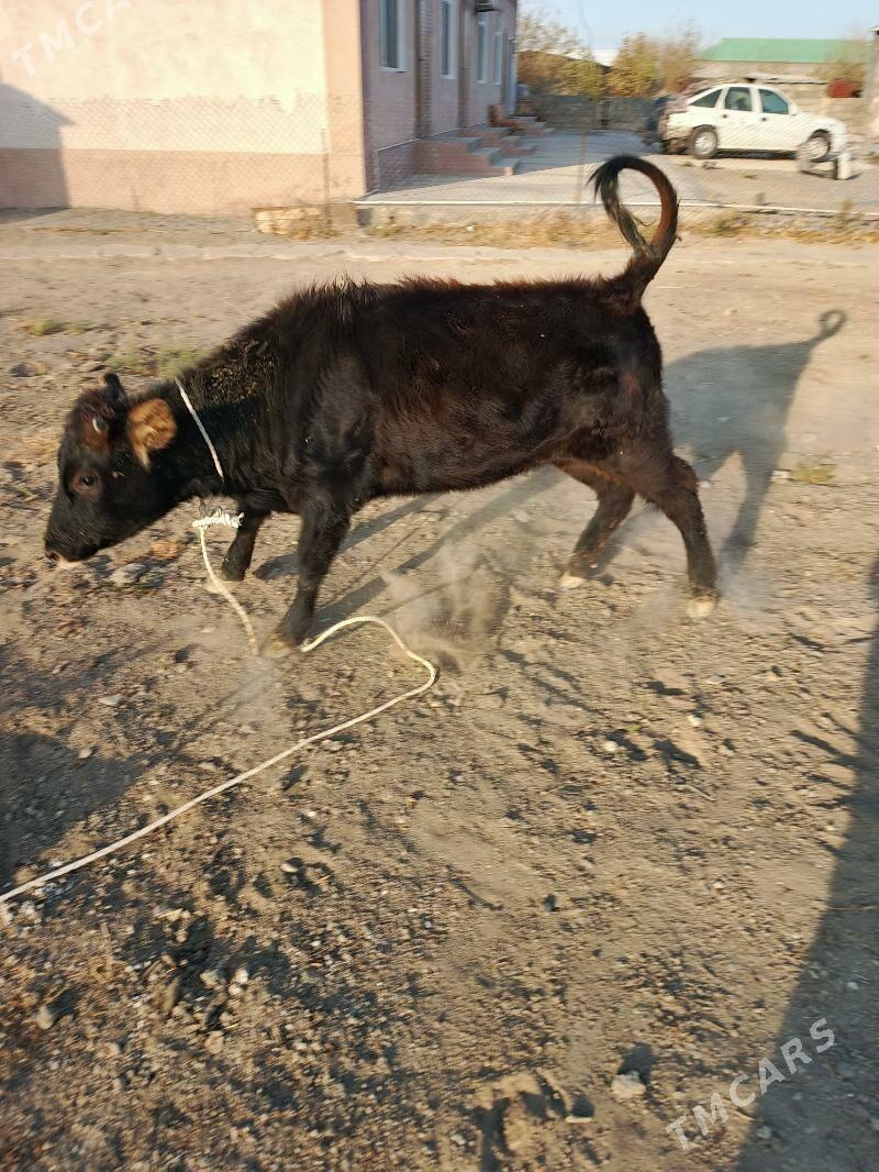 göle - Бузмеин - img 1