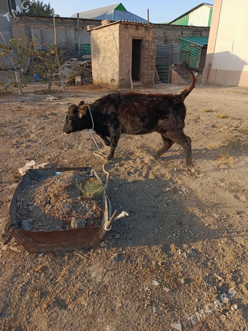 göle - Бузмеин - img 2