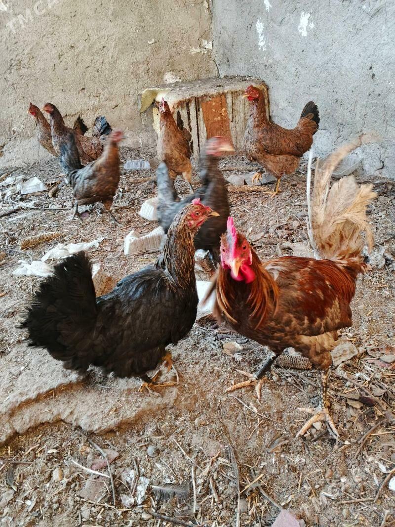 towuk - Jebel - img 1