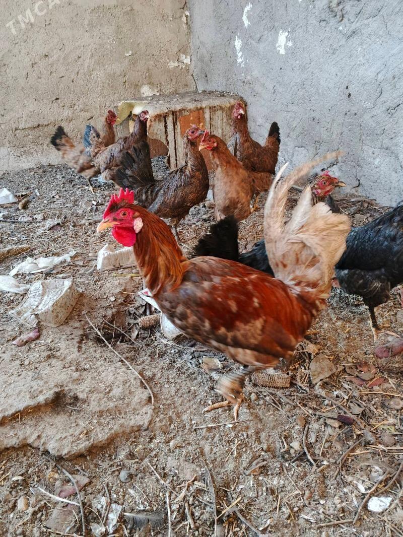 towuk - Jebel - img 2