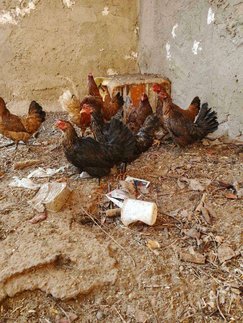 towuk - Jebel - img 3