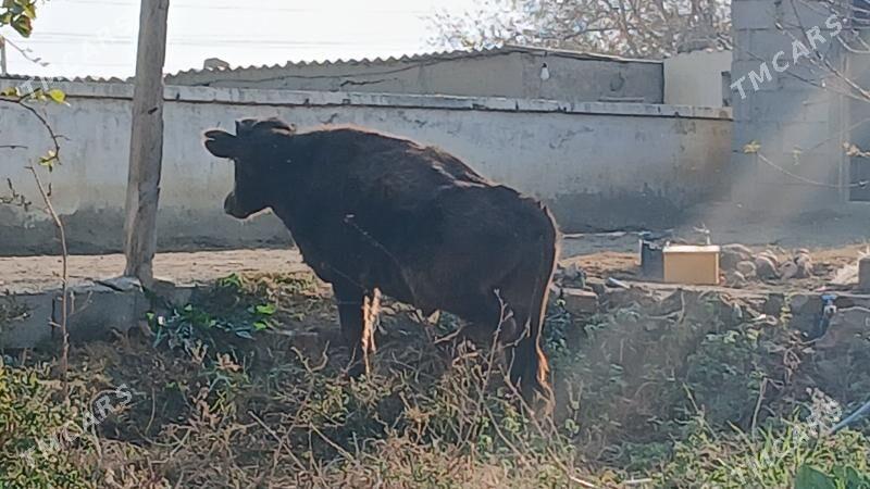 SWES OKUZ - Bäherden - img 2