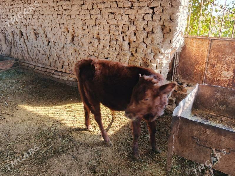 Goleli sygyr - Mary - img 2