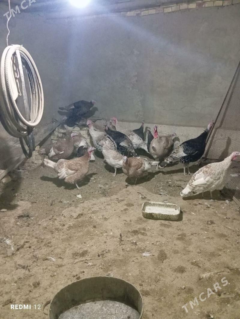 İnduk - Мары - img 2