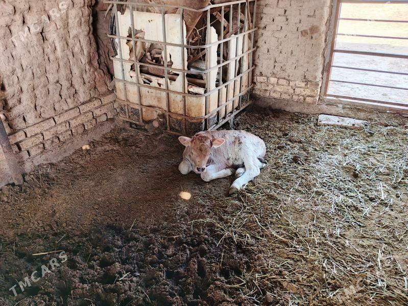 Goleli sygyr - Mary - img 4