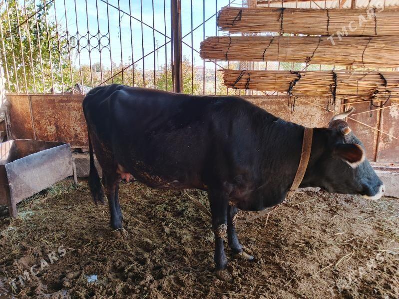 Goleli sygyr - Mary - img 3