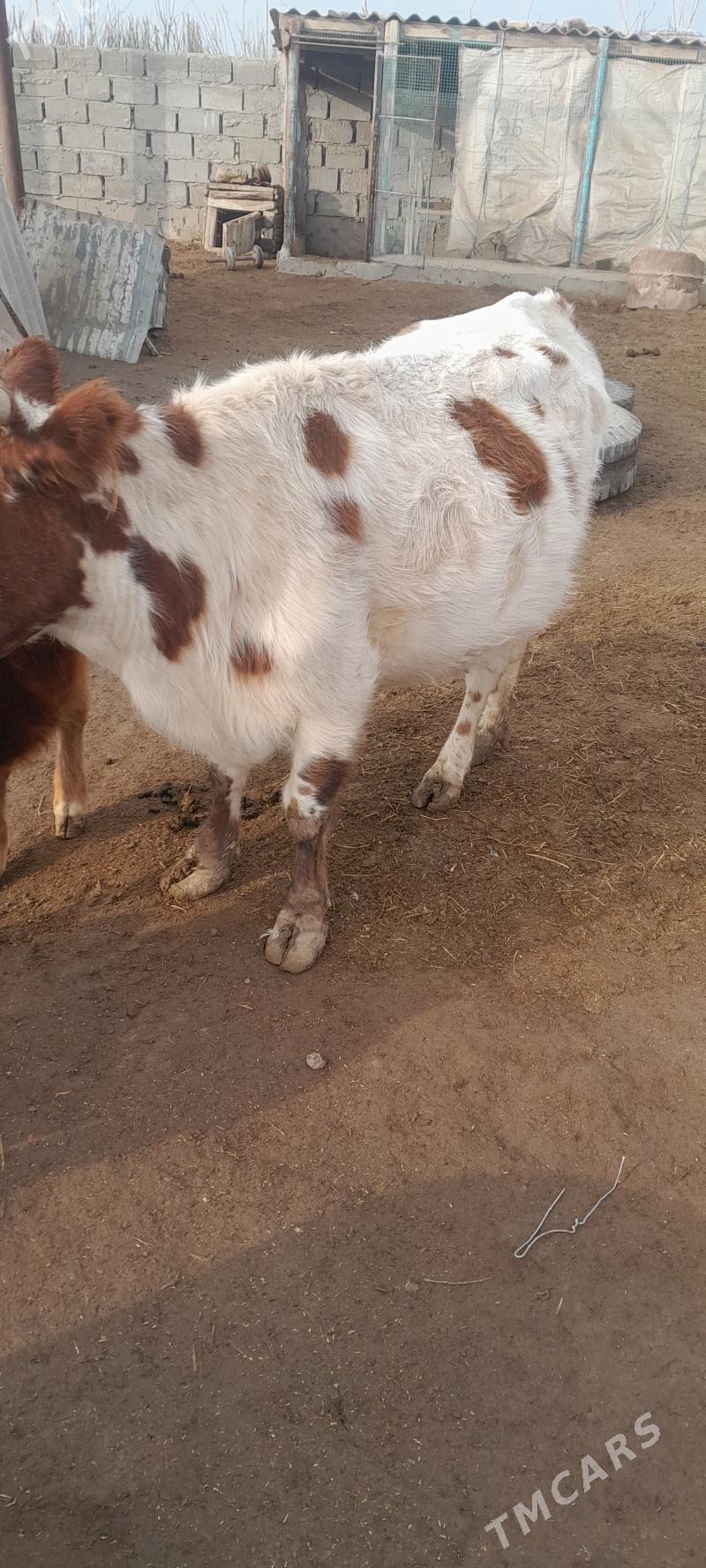 sygyr tanaly - Эсенгулы - img 4