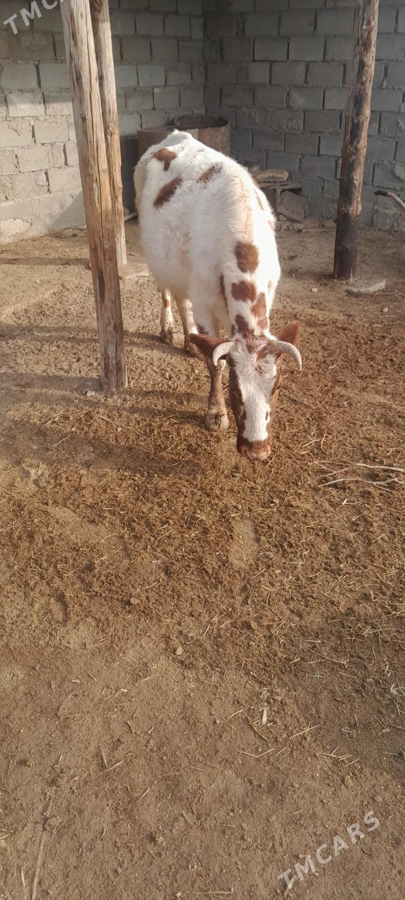 sygyr tanaly - Эсенгулы - img 1