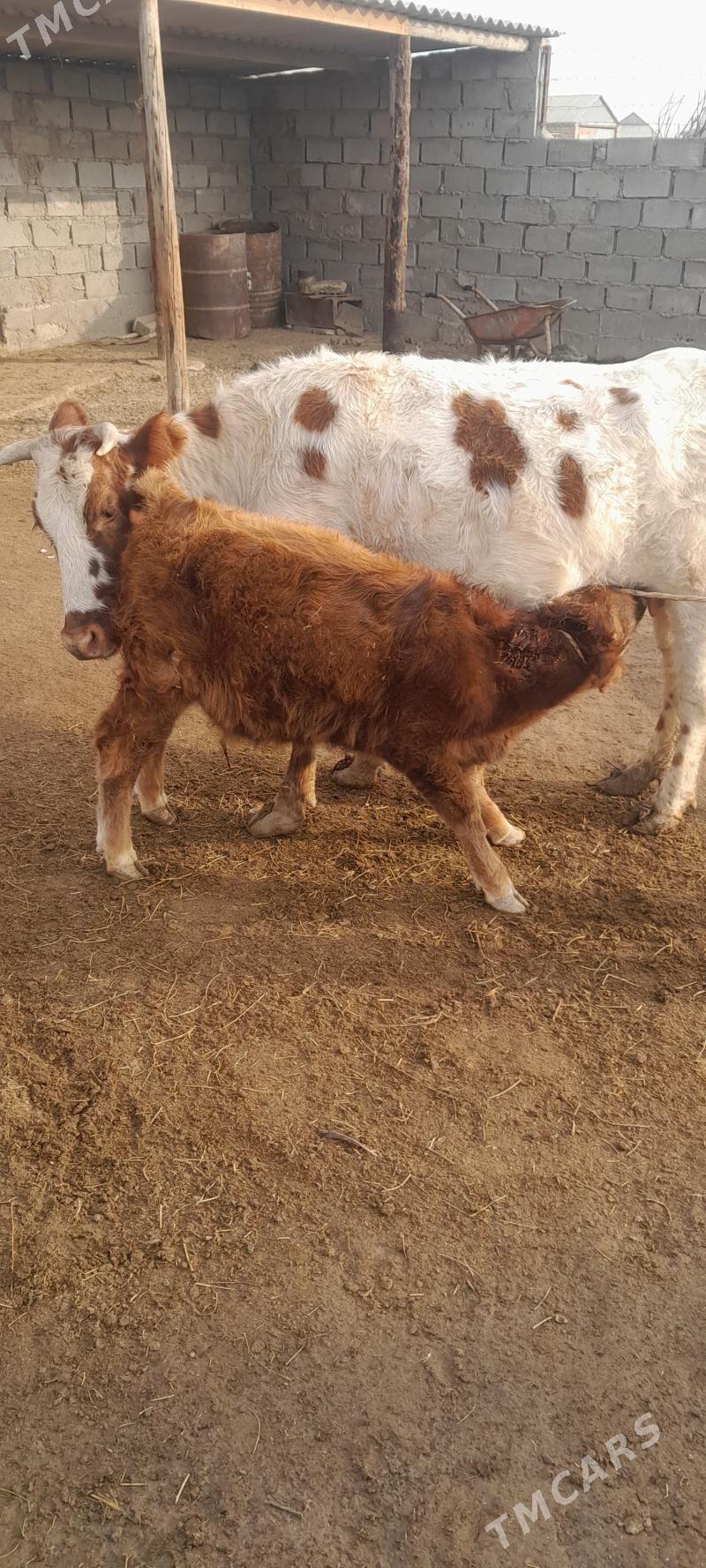 sygyr tanaly - Эсенгулы - img 2