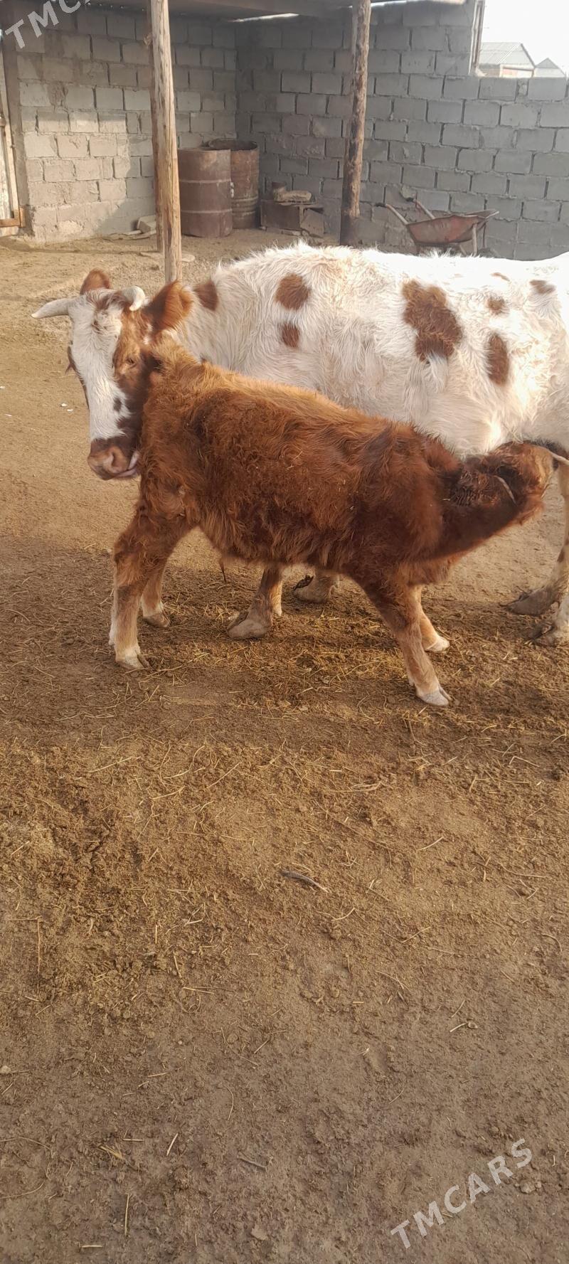 sygyr tanaly - Эсенгулы - img 3